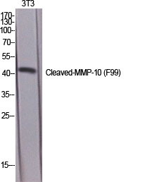 Fig.1. Western Blot analysis of various cells using Cleaved-MMP-10 (F99) Polyclonal Antibody diluted at 1:1000.