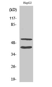 Fig.2. Western Blot analysis of HepG2 cells using Cleaved-MMP-10 (F99) Polyclonal Antibody diluted at 1:1000.