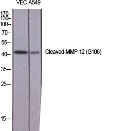 Fig.1. Western Blot analysis of various cells using Cleaved-MMP-12 (G106) Polyclonal Antibody diluted at 1:1000.