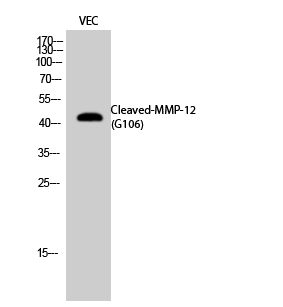 Fig.2. Western Blot analysis of VEC cells using Cleaved-MMP-12 (G106) Polyclonal Antibody diluted at 1:1000.