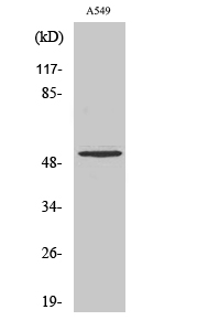 Fig. Western Blot analysis of various cells using Cleaved-MMP-17 (Q129) Polyclonal Antibody.