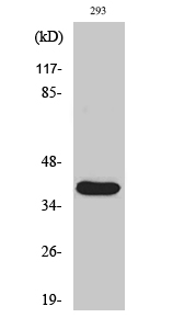 Fig. Western Blot analysis of various cells using Cleaved-MMP-23 (Y79) Polyclonal Antibody.