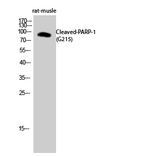 Fig.2. Western Blot analysis of rat-musle cells using Cleaved-PARP-1 (G215) Polyclonal Antibody diluted at 1:500.
