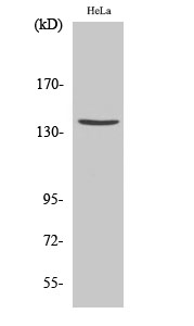 Fig.1. Western Blot analysis of various cells using Cleaved-Spectrin α II (D1185) Polyclonal Antibody diluted at 1:500.