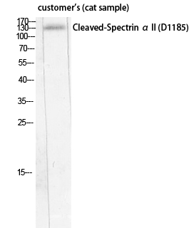 Fig.2. Western Blot analysis of customer's (cat sample) using Cleaved-Spectrin α II (D1185) Polyclonal Antibody diluted at 1:500.