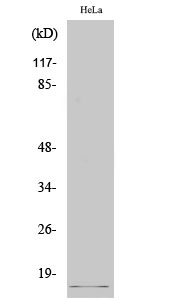 Fig. Western Blot analysis of various cells using Cleaved-SUMO-2/3 (G93) Polyclonal Antibody.