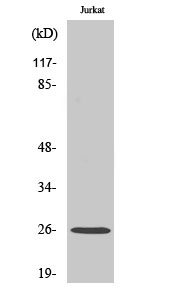 Fig. Western Blot analysis of various cells using Ephrin-A5 Polyclonal Antibody.