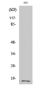Fig. Western Blot analysis of various cells using Cleaved-Integrin α5 LC (E895) Polyclonal Antibody.