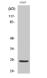 Fig. Western Blot analysis of various cells using Cleaved-Integrin α7 LC (E959) Polyclonal Antibody.