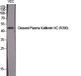Fig.1. Western Blot analysis of various cells using Cleaved-Plasma Kallikrein HC (R390) Polyclonal Antibody diluted at 1:1000.