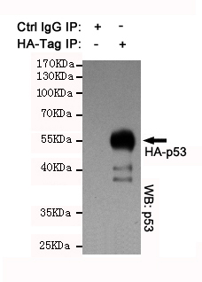 Fig.2. IP analysis of HA-tag Polyclonal Antibody.