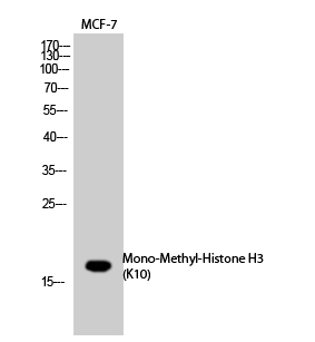 Fig. Western Blot analysis of MCF7 cells using Mono-Methyl-Histone H3 (K10) Polyclonal Antibody. Secondary Antibody  was diluted at 1:20000.