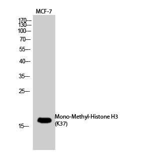 Fig.1. Western Blot analysis of MCF-7, PC-12 cells using Mono-Methyl-Histone H3(K37) Polyclonal Antibody. Secondary Antibody  was diluted at 1:20000.
