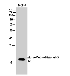 Fig.1. Western Blot analysis of MCF-7 cells using Mono-Methyl-Histone H3 (K5) Polyclonal Antibody. Secondary Antibody  was diluted at 1:20000.