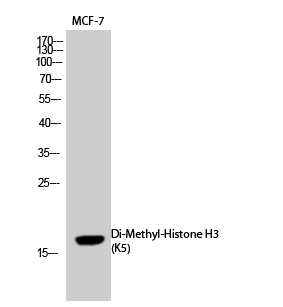 Fig.1. Western Blot analysis of MCF-7 cells using Di-Methyl-Histone H3 (K5) Polyclonal Antibody. Secondary Antibody  was diluted at 1:20000.