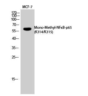 Fig. Western Blot analysis of MCF7 cells using Mono-Methyl-NFκB-p65 (K314/K315) Polyclonal Antibody. Secondary Antibody  was diluted at 1:20000.