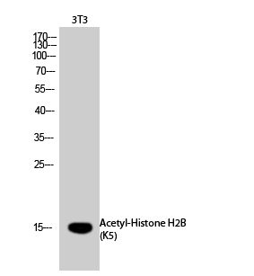 Fig.2. Western Blot analysis of 3T3 cells using Acetyl-Histone H2b (K5) Polyclonal Antibody diluted at 1:1000. Secondary antibody (catalog#: A21020) was diluted at 1:20000.