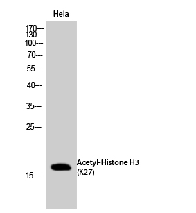 Fig.2. Western Blot analysis of hela cells using Acetyl-Histone H3 (K27) Polyclonal Antibody diluted at 1:2000. Secondary antibody (catalog#: A21020) was diluted at 1:20000.