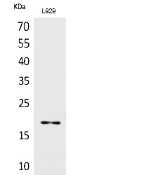 Fig. Western blot analysis of L929 lysis using antibody diluted at 1:1000. Secondary Antibody  was diluted at 1:20000.