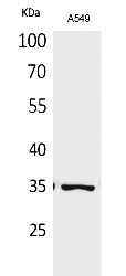 Fig.1. Western Blot analysis of A549 cells using Acetyl-Ref-1 (K6) Polyclonal Antibody. Secondary Antibody  was diluted at 1:20000.