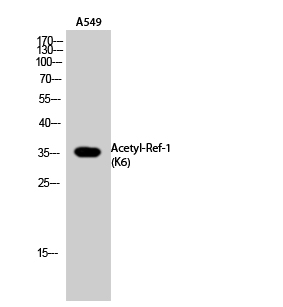 Fig.2. Western Blot analysis of A549 cells using Acetyl-Ref-1 (K6) Polyclonal Antibody. Secondary Antibody  was diluted at 1:20000.