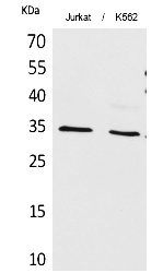 Fig.1. Western Blot analysis of Jurkat, K562 cells using Acetyl-Ref-1 (K7) Polyclonal Antibody. Secondary Antibody  was diluted at 1:20000.