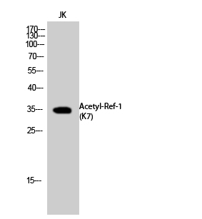 Fig.2. Western Blot analysis of JK cells using Acetyl-Ref-1 (K7) Polyclonal Antibody. Secondary Antibody  was diluted at 1:20000.