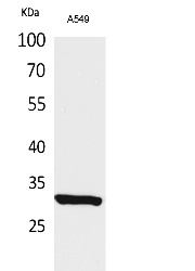 Fig.1. Western Blot analysis of A549 cells using Acetyl-ATF-5(K29) Polyclonal Antibody. Secondary Antibody was diluted at 1:20000.