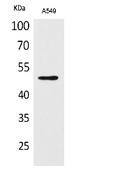 Fig.1. Western Blot analysis of A549 cells using Acetyl-EF-1 α1/2 (K41) Polyclonal Antibody. Secondary Antibody  was diluted at 1:20000.