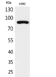 Fig.1. Western Blot analysis of K562 cells using Acetyl-HSP 90 (K292/284) Polyclonal Antibody. Secondary Antibody  was diluted at 1:20000.