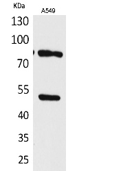 Fig.1. Western Blot analysis of A549 cells using Acetyl-HSP 90 (K435) Polyclonal Antibody. Secondary Antibody  was diluted at 1:20000.