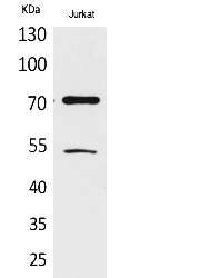 Fig.1. Western Blot analysis of Jurkat cells using Acetyl-Ku-70 (K539) Polyclonal Antibody. Antibody was diluted at 1:500. Secondary Antibody  was diluted at 1:20000.