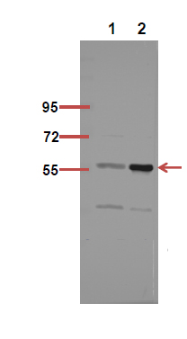 Fig.4. The picture was kindly provided by our customer,antibody was diluted at 1:500.