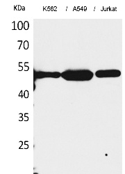 Fig.1. Western Blot analysis of K562, A549, Jurkat cells using Acetyl-Tubulin α (K352) Polyclonal Antibody. Secondary Antibody was diluted at 1:20000.