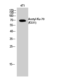 Fig. Western Blot analysis of 4T1 cells using Acetyl-Ku-70 (K331) Polyclonal Antibody. Secondary Antibody  was diluted at 1:20000.