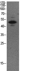 Fig.1. Western Blot analysis of NIH-3T3, HepG2 cells using Acetyl-p53 (K373) Polyclonal Antibody. Secondary Antibody  was diluted at 1:20000.