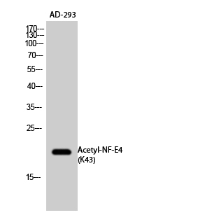 Fig.2. Western Blot analysis of AD-293 cells using Acetyl-NF-E4 (K43) Polyclonal Antibody. Secondary Antibody  was diluted at 1:20000.