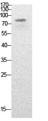 Fig.1. Western Blot analysis of HepG2 cells using Acetyl-PCAF (K428) Polyclonal Antibody. Secondary Antibody  was diluted at 1:20000.