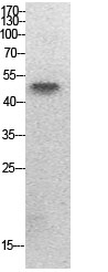 Fig.1. Western Blot analysis of HepG2 cells using Acetyl-PTEN (K402) Polyclonal Antibody. Secondary Antibody  was diluted at 1:20000.