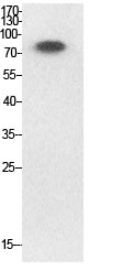 Fig.1. Western Blot analysis of HeLa cells using Acetyl-Ub (K33) Polyclonal Antibody. Secondary Antibody  was diluted at 1:20000.