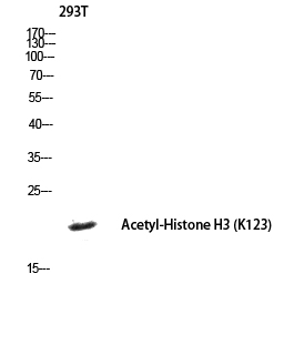 Fig.2. Western blot analysis of 293T lysis using histone3 antibody. Antibody was diluted at 1:1000. Secondary Antibody  was diluted at 1:20000.