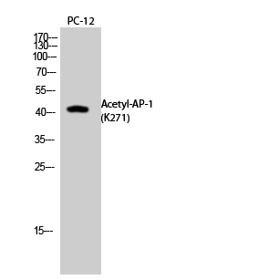 Fig. Western Blot analysis of PC12 cells using Acetyl-AP-1 (K271) Polyclonal Antibody. Secondary Antibody  was diluted at 1:20000.