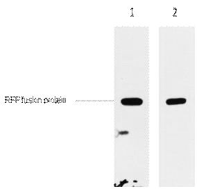 Fig. 2ug RFP fusion protein+ Primary antibody dilution at 1) 1:5000, 2) 1:20000. Secondary antibody was diluted at 1:20000.