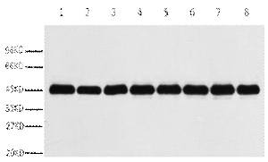 Fig. Western blot analysis of Nicotiana tabacum leaf (1), Nicotiana tabacum root (2), Nicotiana seed (3), Oryza sativa flower (4), Oryza sativa seed (5), Oryza sativa leaf (6), Hordeum vulgare seed (7), Hordeum vulgare leaves (8), diluted at 1:3000. Secondary antibody was diluted at 1:20000.