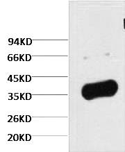 Fig. Western blot analysis of Zebrafish skeletal muscle, diluted at 1:5000. Secondary antibody was diluted at 1:20000.
