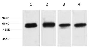 Fig. Western blot analysis of 1) Hela, 2) 3T3, 3) Mouse Brain, 4) Rat Brain tissue, diluted at 1:2000. Secondary antibody was diluted at 1:20000.