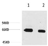 Fig. Western blot analysis of Bovine Serum Albumin, Rabbit pAb diluted at 1) 1:2000, 2) 1:5000. Secondary antibody was diluted at 1:20000.