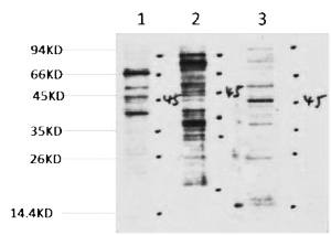 Fig. Western blot analysis of 1) Hela, 2) 3T3, 3) Rat Brain tissue, diluted at 1:2000. Secondary antibody was diluted at 1:20000.