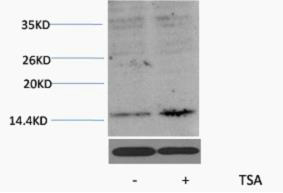 Fig. Western blot analysis of extracts from Hela cells, untreated (-) or treated, 1:2000. Secondary antibody was diluted at 1:20000.