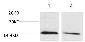 Fig. Western blot analysis of 1) Hela, 2) 3T3, diluted at 1:2000. Secondary antibody was diluted at 1:20000.
